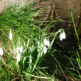 Our first snowdrops!